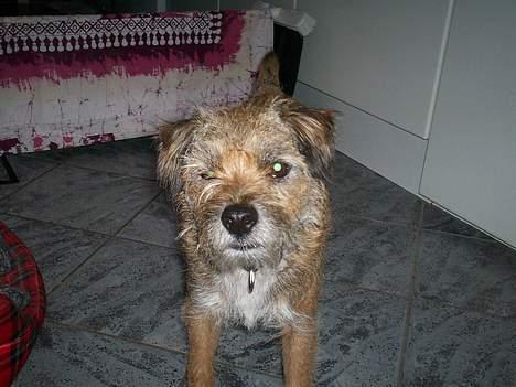 Border terrier lutra`s Quietkiller(samba - hej cille *nyt* billede 15