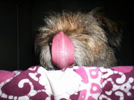 Border terrier lutra`s Quietkiller(samba - hihi se min tunge driller bare *nyt* billede 18