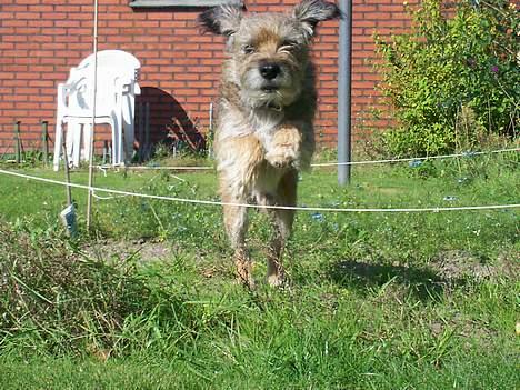Border terrier lutra`s Quietkiller(samba - ved godt jeg ser lidt dumt ud men det er da ret godt *nyt* billede 19