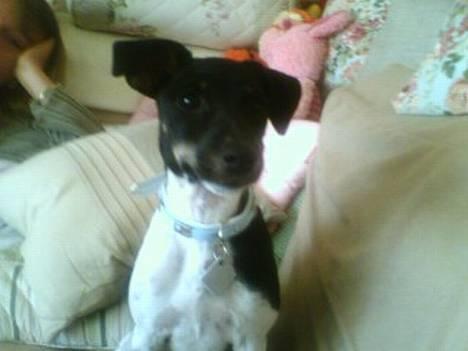 Dansk svensk gaardhund Agnes - Agnes ude og gå :D billede 1