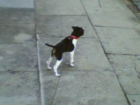 Dansk svensk gaardhund Agnes - Orghh Mennesker kom og snak med mig! billede 2