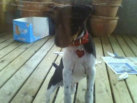 Dansk svensk gaardhund Agnes - Agnes på altan :P billede 3