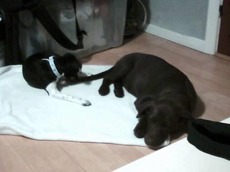 Dansk svensk gaardhund Agnes - Frida ikk sov vi ska lege igen ;) billede 4