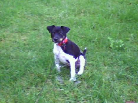 Dansk svensk gaardhund Agnes - Agnes på græsplænen billede 5