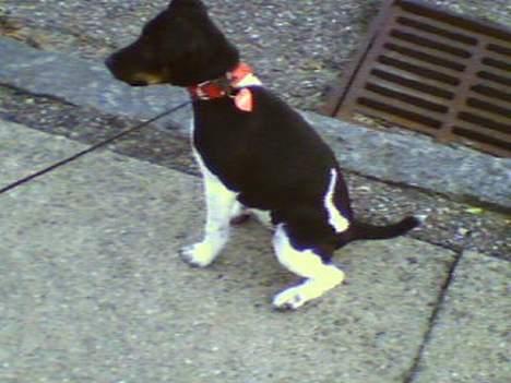 Dansk svensk gaardhund Agnes - Det er så hordt at gå  billede 6