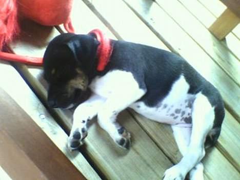 Dansk svensk gaardhund Agnes - Såå kom vi ikk længere billede 7