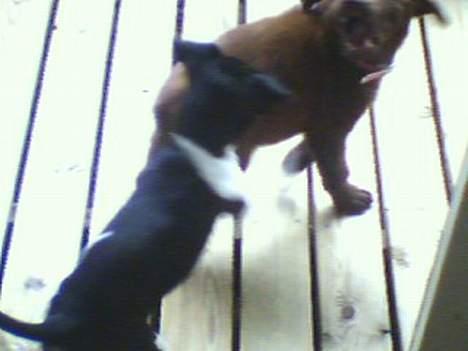 Dansk svensk gaardhund Agnes - Agnes og Frida, billede 8