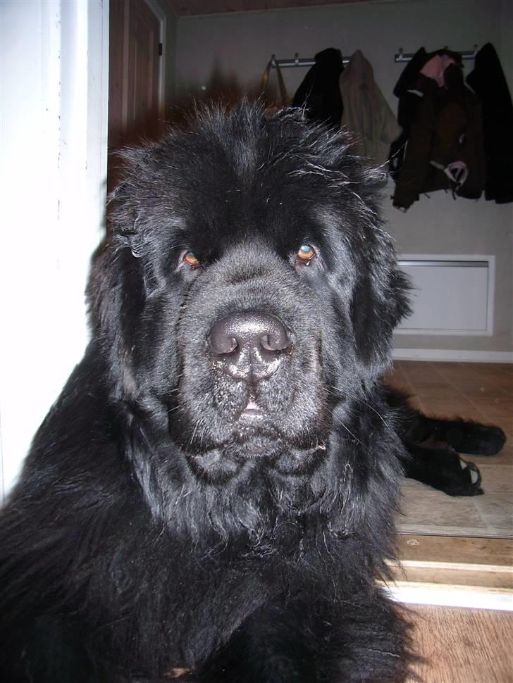 Newfoundlænder Basso - Mig igen! billede 11