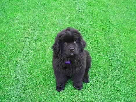 Newfoundlænder Basso billede 12