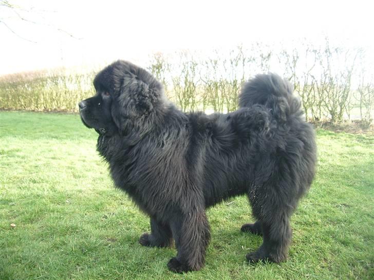 Newfoundlænder Basso billede 13