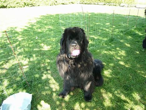 Newfoundlænder Basso - MIN Bold. billede 14