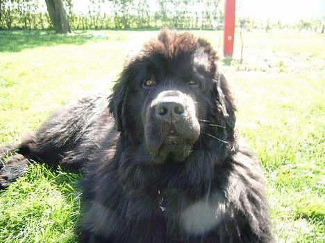 Newfoundlænder Basso - HVAD!!! billede 16