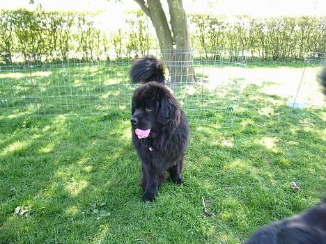 Newfoundlænder Basso billede 17