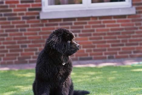 Newfoundlænder Basso billede 18