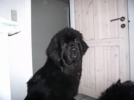 Newfoundlænder Basso - hva nu!! billede 19