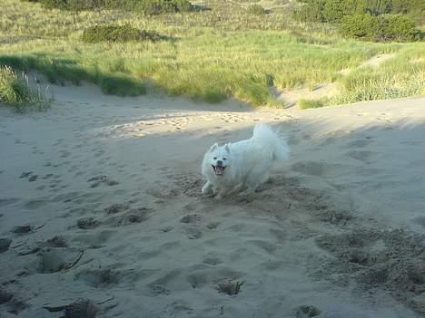 Samojedhund Sentho  billede 16