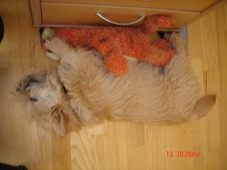 Norwich terrier Bjørn billede 10