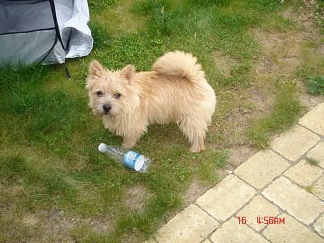 Norwich terrier Bjørn billede 11