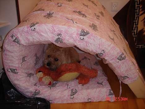 Norwich terrier Bjørn billede 12