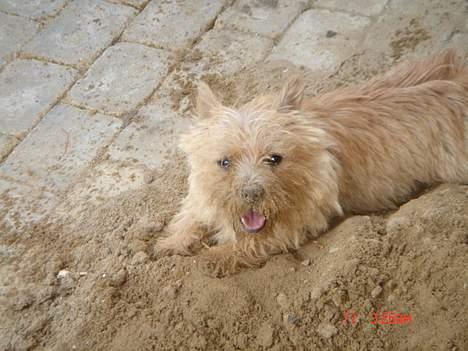 Norwich terrier Bjørn billede 13