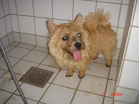 Norwich terrier Bjørn billede 14