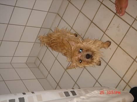 Norwich terrier Bjørn billede 15