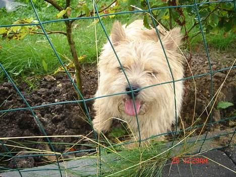 Norwich terrier Bjørn billede 16