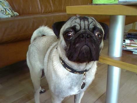 Mops Emil billede 10