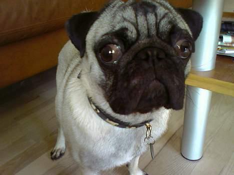 Mops Emil billede 11