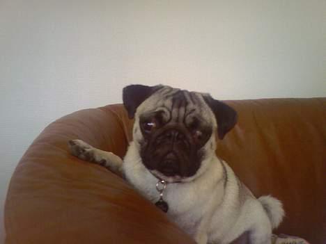 Mops Emil - Her sidder jeg og ser fjernsyn. billede 12