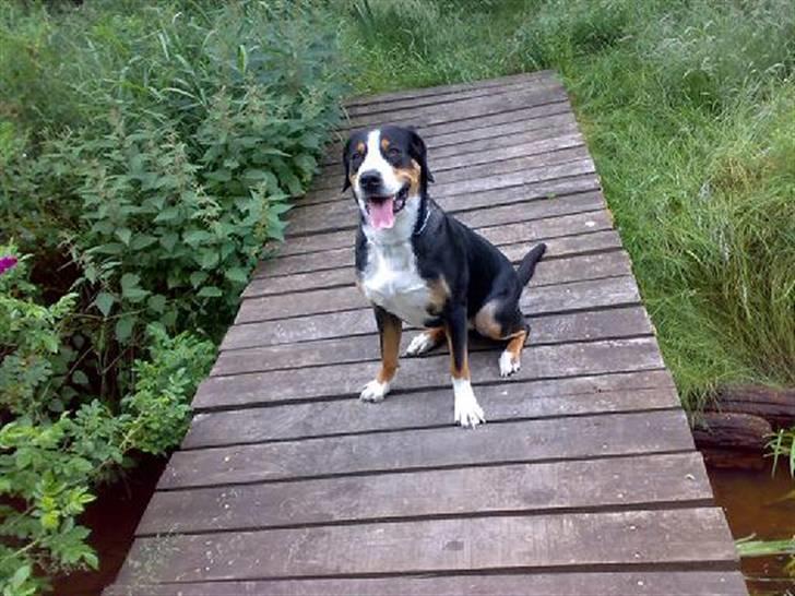 Grosser schweizer sennenhund Alfi Aflivet - tur i skoven billede 6