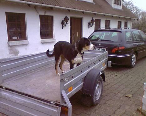 Grosser schweizer sennenhund Alfi Aflivet - Et styk hund med på lossepladsen billede 7