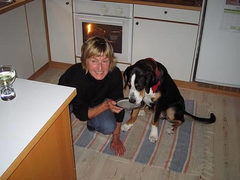 Grosser schweizer sennenhund Alfi Aflivet - Min dejlige moster, hvor jeg gerne må slikke tallerken rene..  billede 8