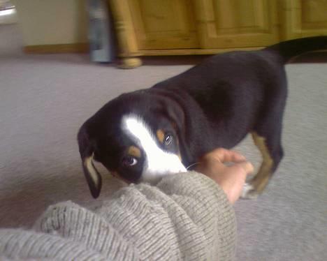 Grosser schweizer sennenhund Alfi Aflivet - Lille mig, da jeg kun var 8 uger billede 9