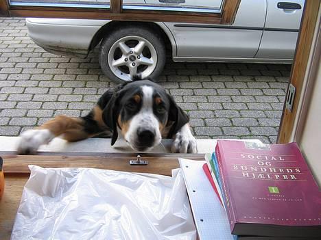 Grosser schweizer sennenhund Alfi Aflivet - Halløjsa billede 10