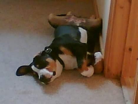 Grosser schweizer sennenhund Alfi Aflivet - Tager lige en lur. billede 11