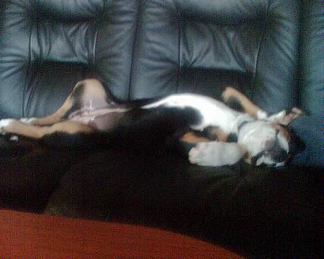 Grosser schweizer sennenhund Alfi Aflivet - Ups, tager lige en lur i sofaen, selvom jeg faktisk ikke må.  billede 12