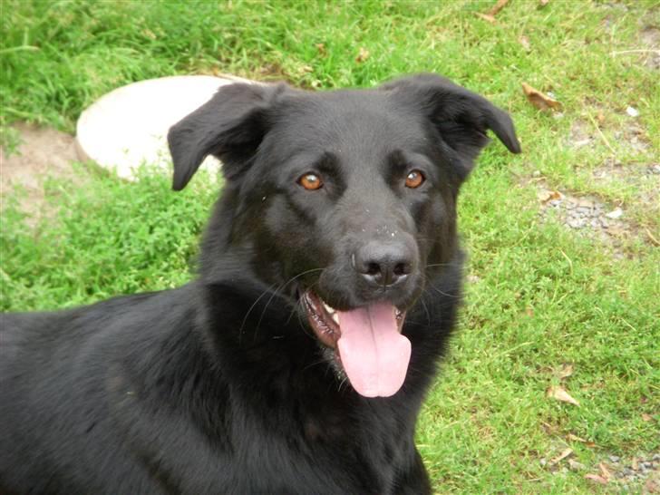 Blanding af racer Rohan - er jeg ik nuttet?? billede 1