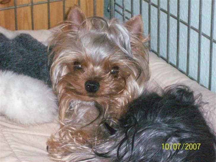 Yorkshire terrier * Luca, betjent* - Luca ligger parat, til at blive fotograferet....Ikke tit det sker....Smil... billede 7