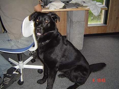 Blanding af racer Rohan - Sidder bare og venter på at vi skal ud og lege billede 2