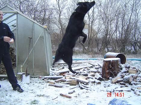 Blanding af racer Rohan - der er vel lidt tiger dyr i mig.......... billede 3