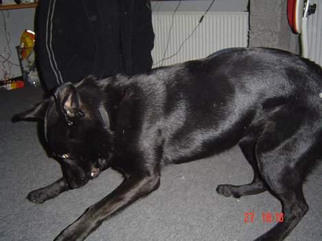 Blanding af racer Rohan - Hvor blev den skide flue nu af?? billede 4