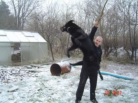 Blanding af racer Rohan - pokkers........hold nu den pind stille billede 5