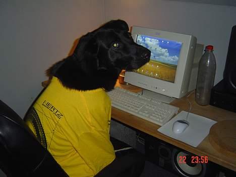 Blanding af racer Rohan - jeg er lidt pc dum men skal nok finde den 7 kabale billede 6