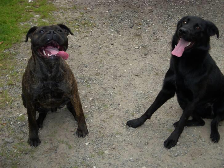 Blanding af racer Rohan - Sidder sammen med "lillesøster" Shiva billede 7