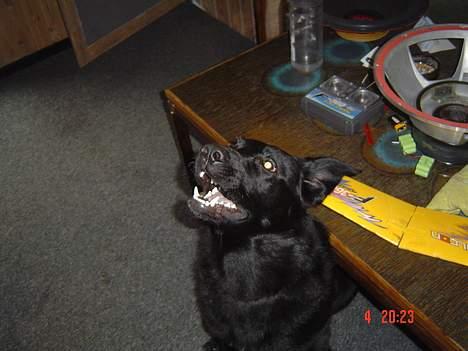 Blanding af racer Rohan - hey makker.....kom lige med den godbid billede 8