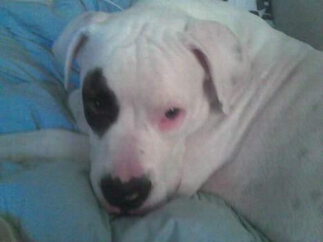 Amerikansk bulldog Basil  - Det bvar en laaaang tur, hjem fra Randers... billede 2