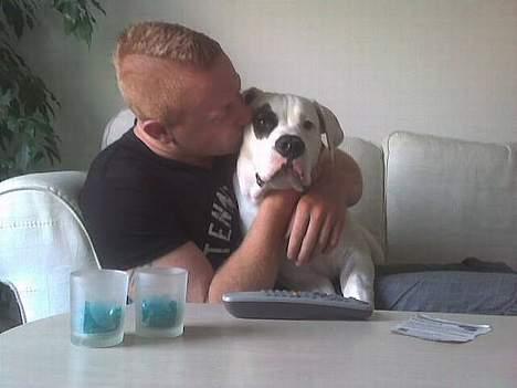 Amerikansk bulldog Basil  - Kæmpe kys fra Pappi ! billede 3