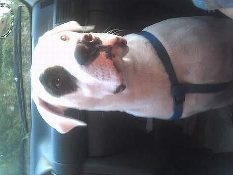 Amerikansk bulldog Basil  - Warw... Stor og smuk hun er han squ ! billede 4