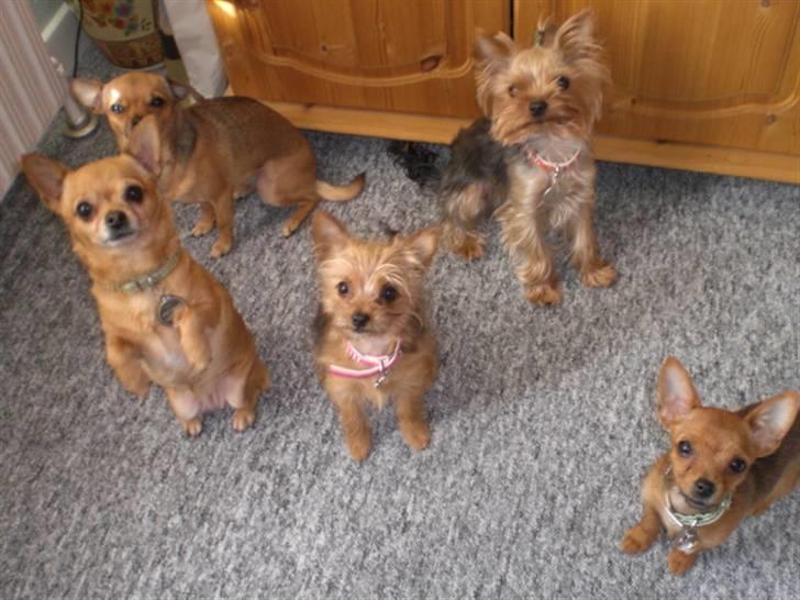 Yorkshire terrier * Luca, betjent* - Her er vi allesammen sammen.....Så vanker der godbidder....Se sødeste Sashamor, hun sidder sååå pænt.....Smil.. billede 8